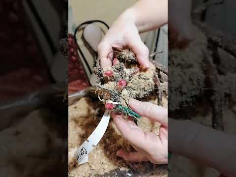 Видео: 9 самых красивых сортов пионов в моей коллекции.
