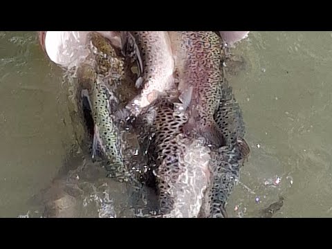 Видео: Лосось каспийский