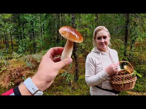 Видео: Грибы! Боровики, маслята, лисички, моховики. 6 октября. Латвия