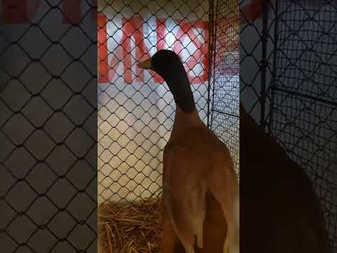 Видео: мини выставка птиц ,Германия ,Магдебург 2024 ноябрь