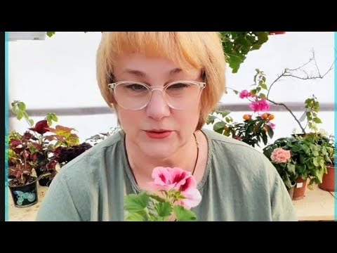 Видео: Как зарабатывать на растениях. Пеларгонии. Беседа 2.