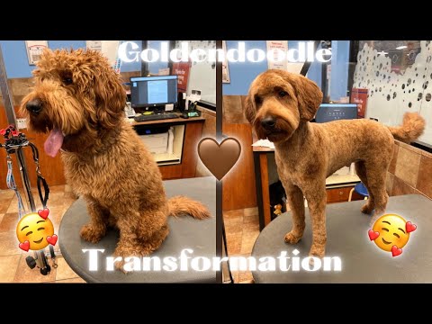 Видео: ЛУЧШИЙ И ЕДИНСТВЕННЫЙ способ БРИТЬ короткошерстного голдендудля!