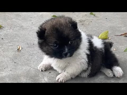 Видео: Спас крошечного щенка с врожденной инвалидностью, поднял его в восхитительную пухнюю милашку!