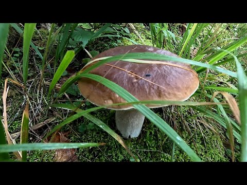 Видео: Як на даний час результат Супер! По Білі Гриби в Карпати