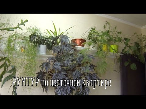 Видео: РУМТУР2 /Комнатные цветы/Обзор цветов в квартире  #румтурпоквартире #комнатныецветы #цветывинтерьере