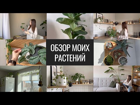 Видео: Моя Уменьшенная ВТРОЕ Коллекция Растений.