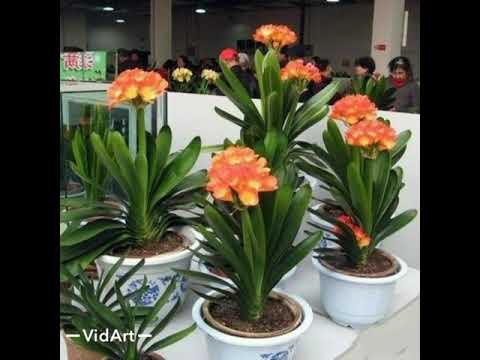 Видео: KLIVIYA. Кливия