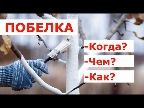 Видео: Побелка плодовых деревьев - не совершая ошибок