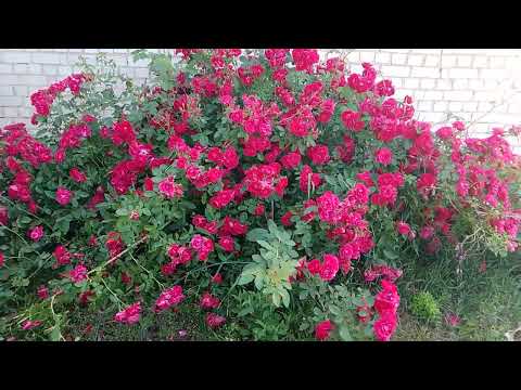 Видео: Будні сільські.😉 Солодка пропозиція!🐝🍯