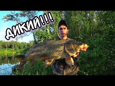 Видео: Бюджетная прикормка и наживка на Карпа и Сазана | Рыбалка на Карпа | Ловля Сазана на Боковой кивок