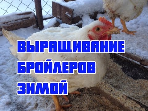 Видео: ВЫРАЩИВАНИЕ БРОЙЛЕРОВ ЗИМОЙ (КОББ - 500)