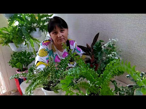 Видео: #Мои_комнатные_растения_2021 // Я ВЕРНУЛАСЬ! // #Мои_новинки_растений
