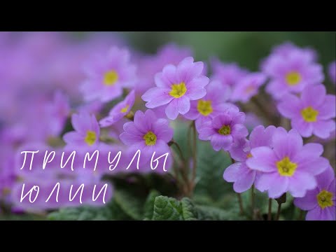 Видео: Примула Юлии I Сад Людмилы Кудасовой
