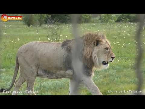 Видео: Львы от нас, а мы за ними! СЫРНАЯ ЛУНА - СУПЕРЛУНИЕ Львиный сезон 2020 Тайган. Lions life in Taigan.