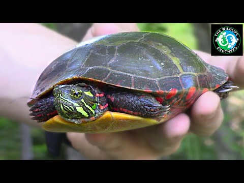 Видео: Восточная расписная черепаха!