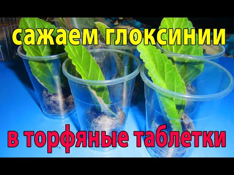 Видео: 🌼Укоренение листьев глоксиний в торфяные таблетки🌼🌱How to grow gloxinia part №27