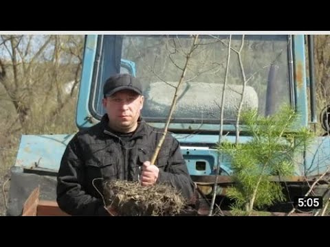 Видео: Как посадить берёзу!