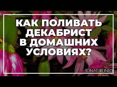 Видео: Как поливать декабрист в домашних условиях? | toNature.Info