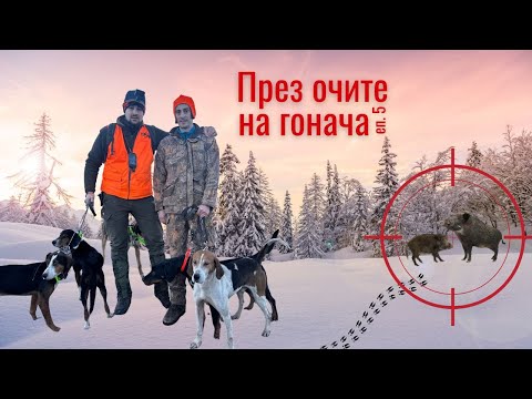 Видео: Лов на ДИВИ ПРАСЕТА през зимата! През очите на гонача ЕП.5