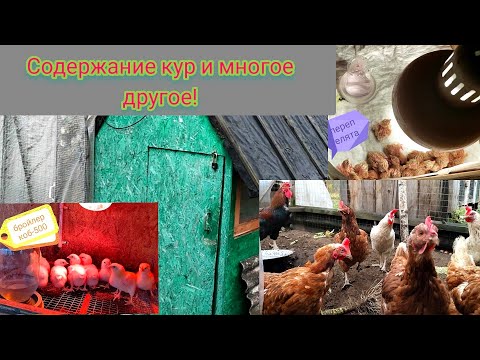 Видео: Содержание курей.Бройлер коб-500 и многое другое.