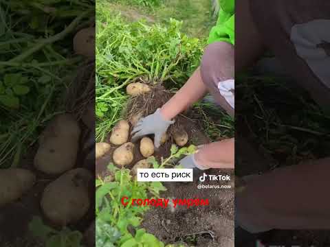 Видео: 8 ноября 2025 г.