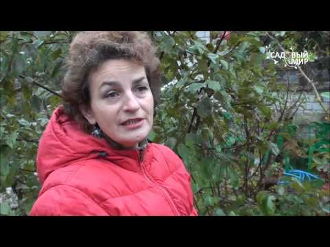 Видео: Укрытие на зиму плетистой розы Фламментанц. Сайт "Садовый мир"