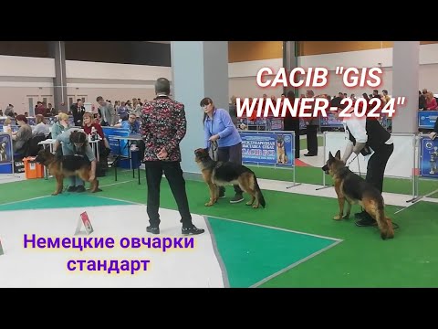 Видео: CACIB "Победитель СНГ-2024", ринг немецких овчарок стандарт