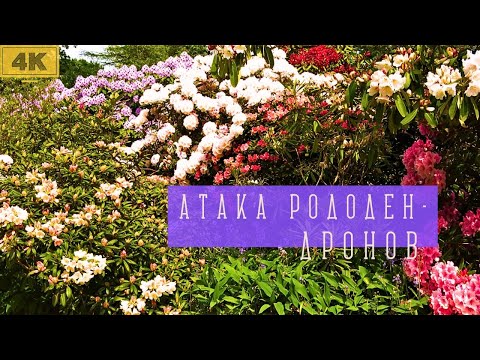 Видео: Охота на Рододендроны в голландском саду. С названиями растений. 4К прогулка. Trompenburg. Цветы