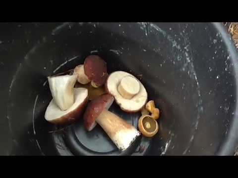 Видео: Пришёл в лес, а все грибы.... Из города в деревню 208 серия.