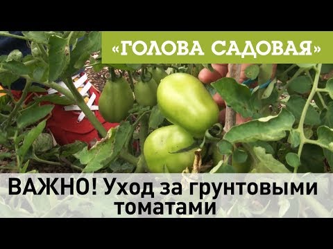 Видео: Голова садовая - ВАЖНО! Уход за грунтовыми томатами