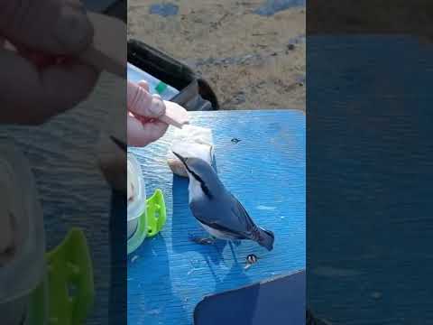 Видео: Осень, хариус, Байкал.