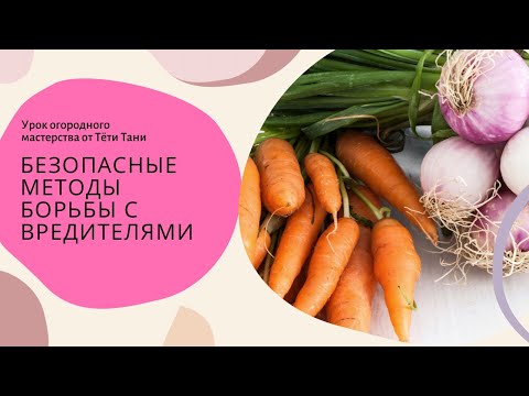 Видео: 769. Как избавиться от мухи луковой, морковной и пр. вредителей...без ядов...