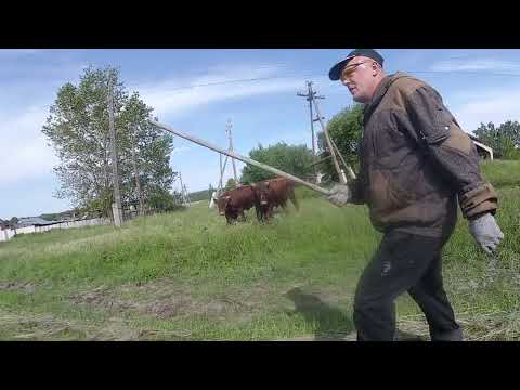 Видео: Сухое село в Горьковском районе Омской области ч.2/Sukhoe is a village in the Omsk region 2