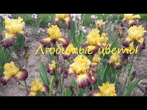 Видео: Цветение ирисов 2021. Обзор коллекции.Любимые сорта