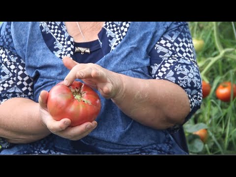 Видео: СДЕЛАЙТЕ ЭТО И ВАШИ ТОМАТЫ ПОКРАСНЕЮТ И ПЕРЕСТАНУТ ТРЕСКАТЬСЯ!