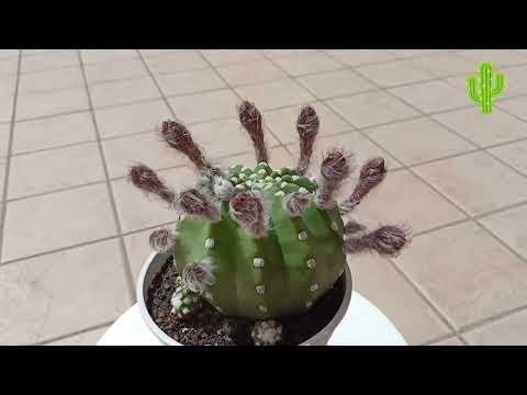 Видео: Кактус без колючек Echinopsis Subdenudata.