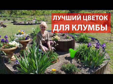 Видео: Как сажать аквилегию