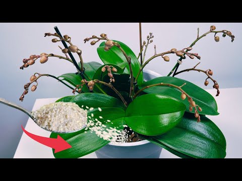 Видео: УХОД, КОТОРЫЙ ПОЗВОЛЯЕТ ЦВЕСТИ ЧЕРЕЗ 20 ДНЕЙ ОСЕНЬЮ! ПОПРОБУЙТЕ СЕЙЧАС!