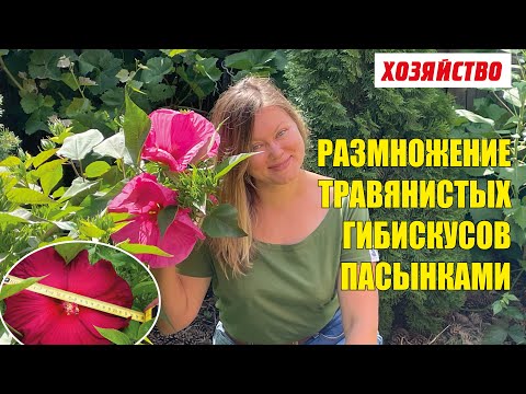 Видео: Размножение травянистых гибискусов пасынками