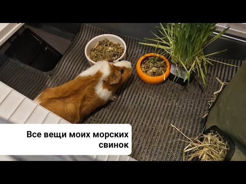 Видео: Все вещи моих морских свинок