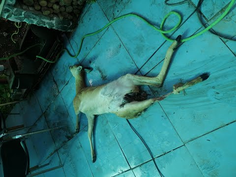 Видео: косуля в автоклаве