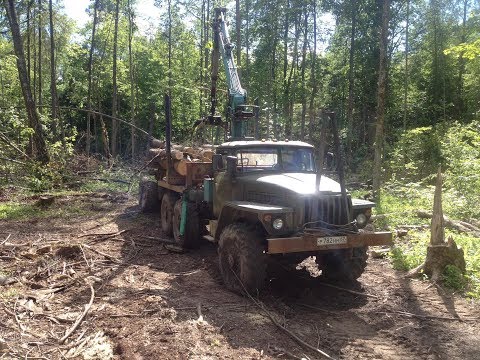 Видео: Вывозка леса на лесовозе