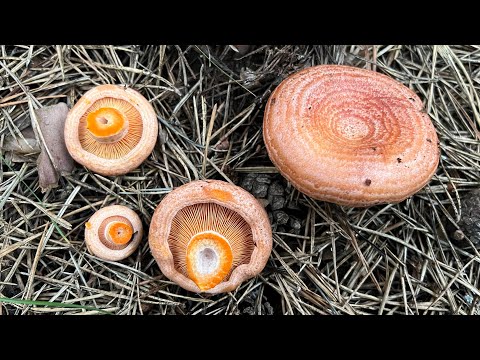 Видео: ХОЧЕШЬ РЫЖИКИ - ХОЧЕШЬ БЕЛЯШИКИ ! Грибы 2025  !
