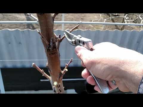 Видео: Персиковий сад. Обрізка трирічного персика ,формування веретено ,підщепа мигдаль.
