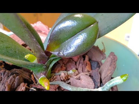 Видео: ЭТО орхидеи ОДОБРЯТ! корни БУДУТ РАСТИ, орхидеи ЦВЕСТИ! листья БЛЕСТЕТЬ! орхидеи СТАНУТ красивее!