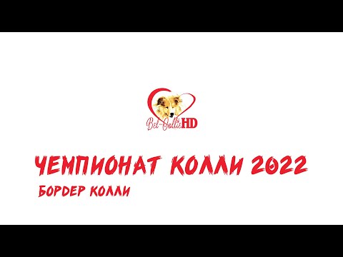 Видео: Чемпионат колли 2022. Часть 1. Бордер колли