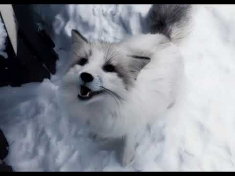 Видео: Полярный лис - Канцлер Ги