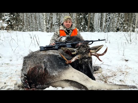 Видео: Охота на копытных. Яркие моменты.