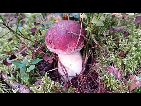 Видео: Скромные дары Ярославского леса