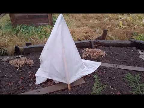 Видео: Закопала виноград, укрыла все посадки и наступила зима